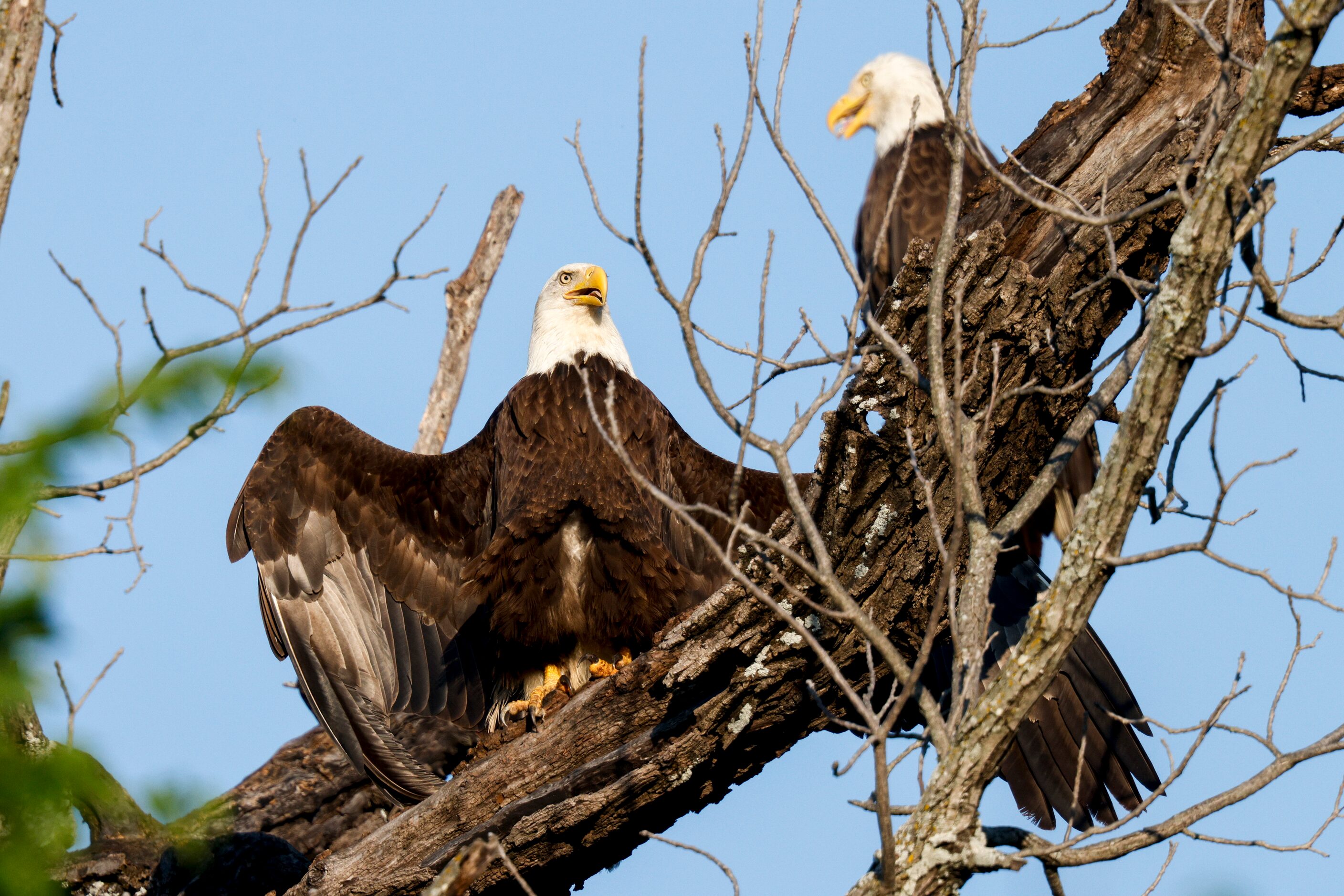 A pair of bald eagles sit on a tree near White Rock Lake, Tuesday, May 14, 2024, in Dallas.