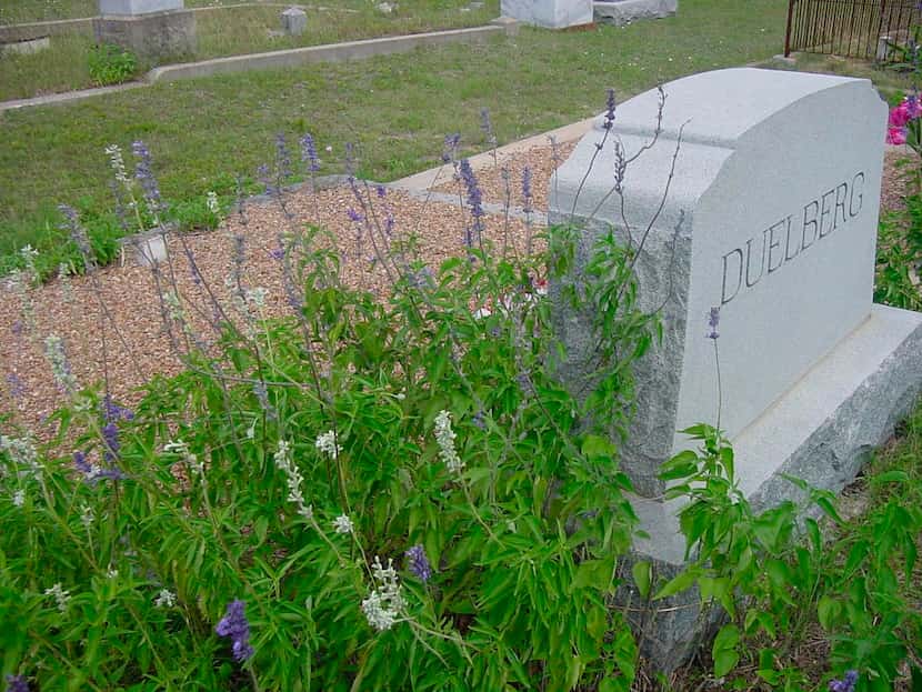 
Horticulturist Greg Grant discovered the Duelberg salvias growing next to their headstone...