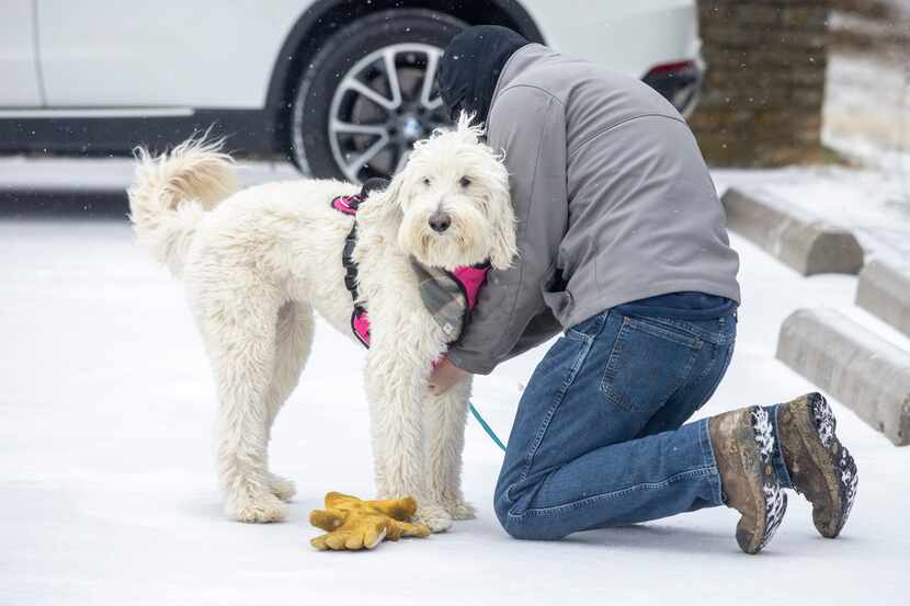 In this file photo Dustin McBlain gets his dog, Ellie, ready for a walk in the snow at Flag...