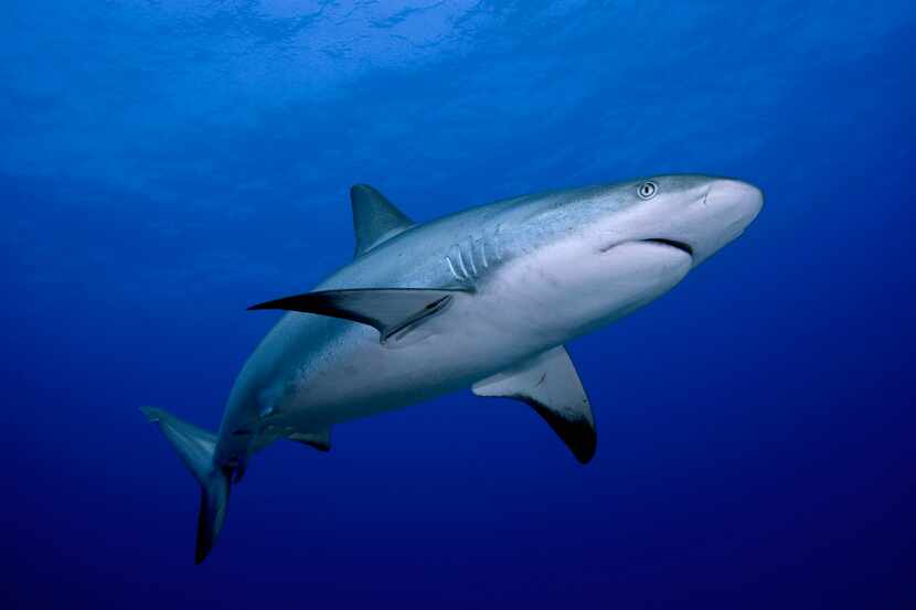 Un tiburón macho en el Mar Caribe.