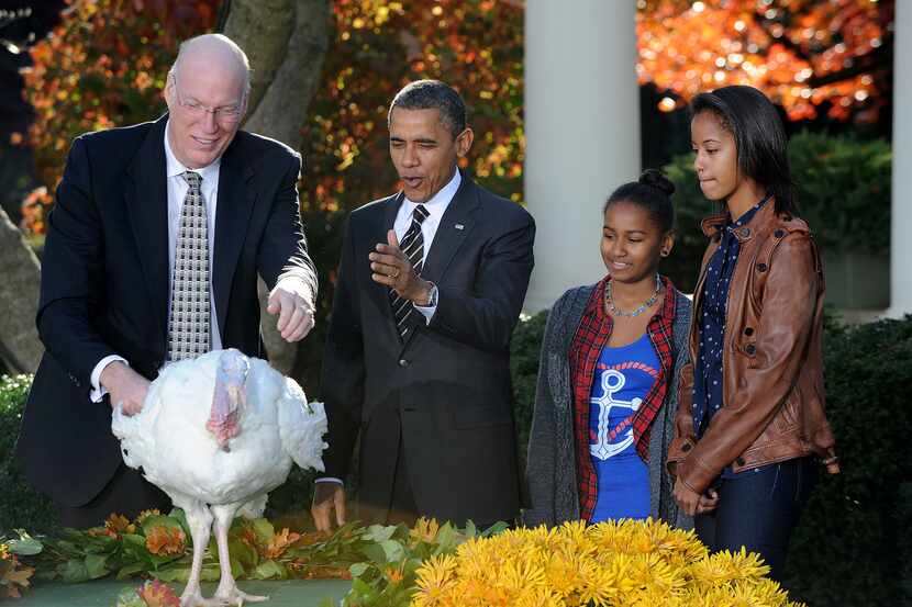 President Barack Obama pardons two turkeys (only one pictured) as daughters Sasha, center...