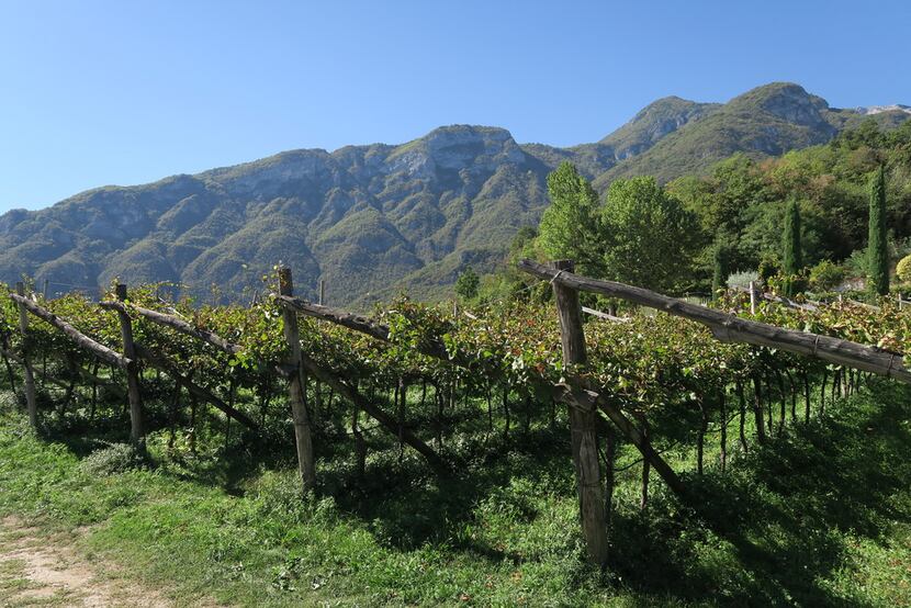 Tucked snuggly against the Italian Dolomites, Ferrari's vineyards grow chardonnay and pinot...