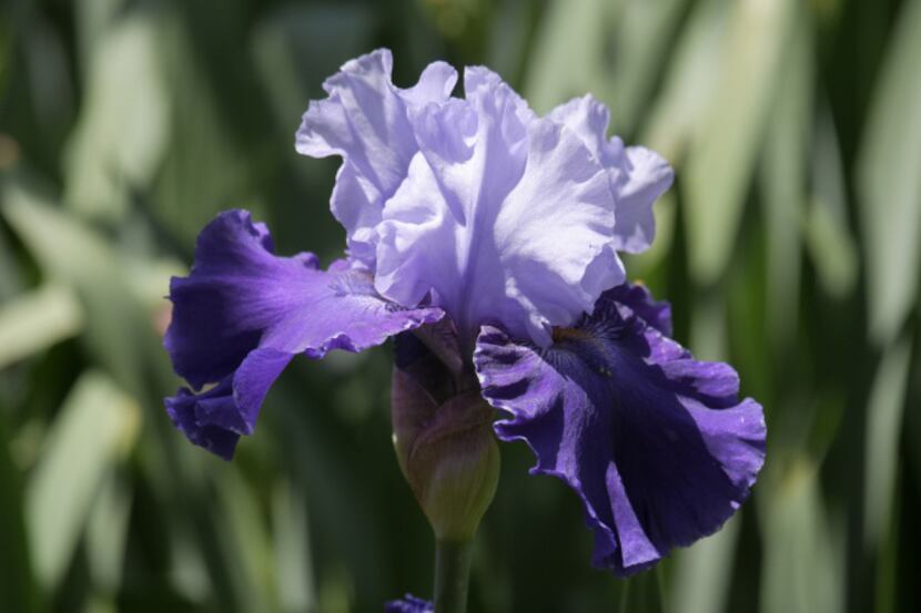 'Way Over There Bearded Iris' hybridized by Hooker Nichols