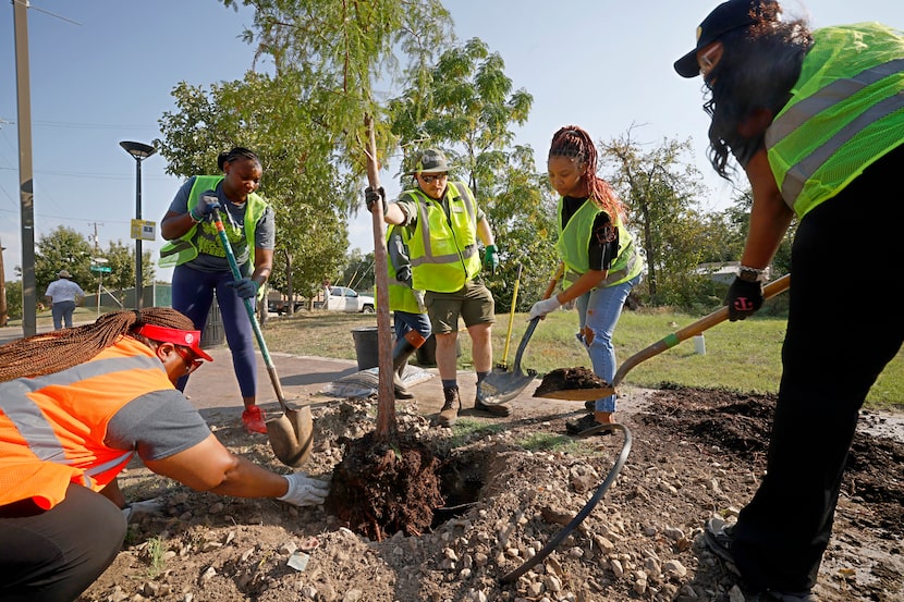 Devin Schexnayder, urban forestry coordinator at Texas Trees Foundation, center, helps...