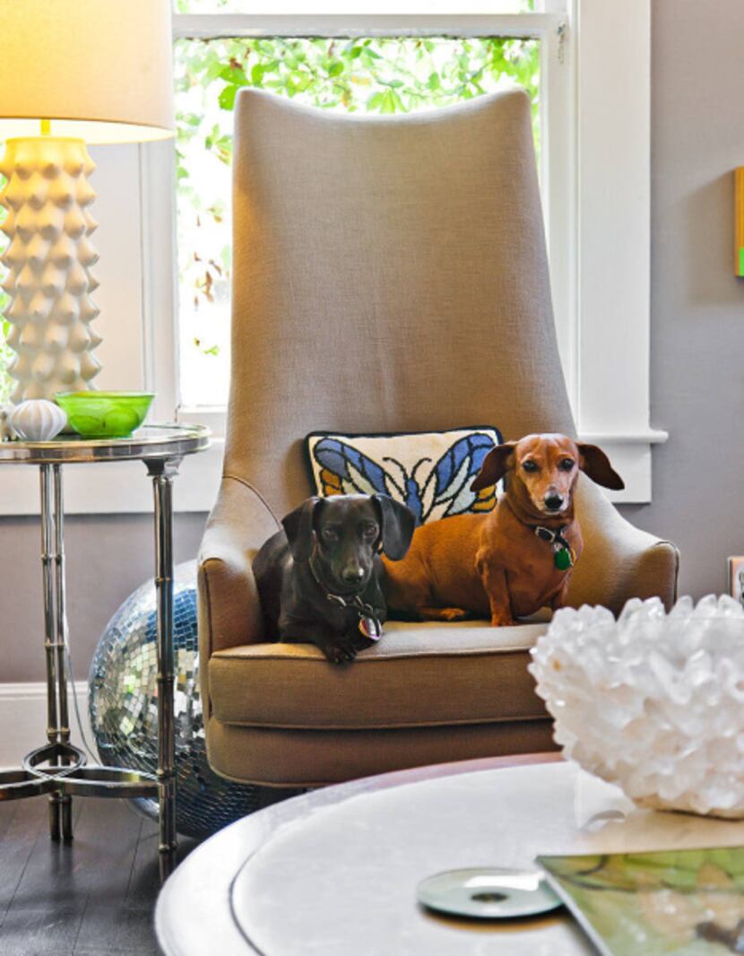 Dapper dachshunds Pixel and Noodle share a Jonathan Adler chair.