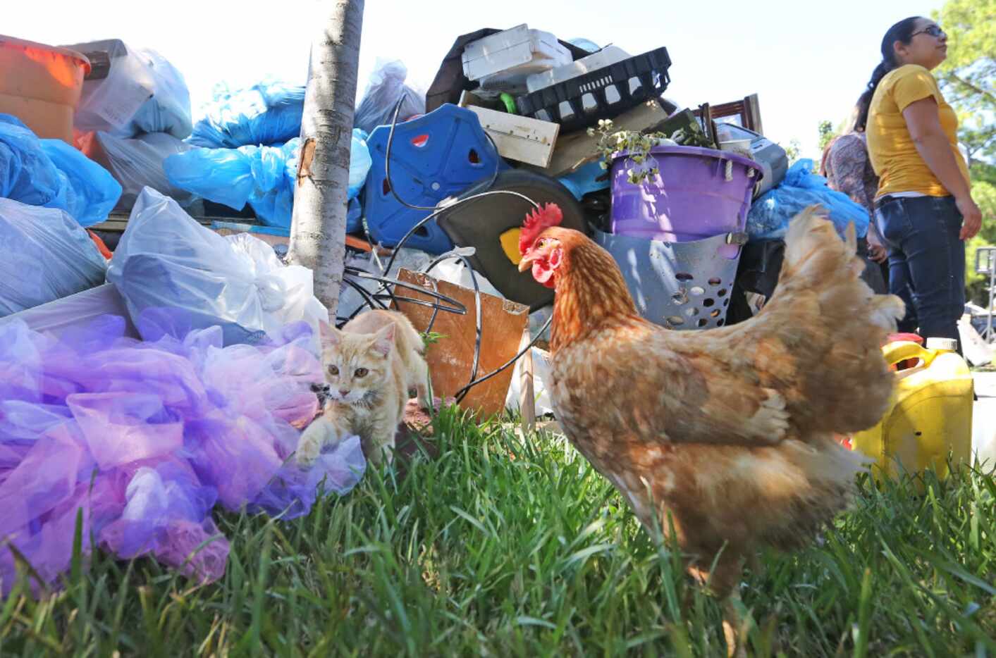 A kitten and a rooster inspect piles of discarded items to be thrown out on the curb of the...