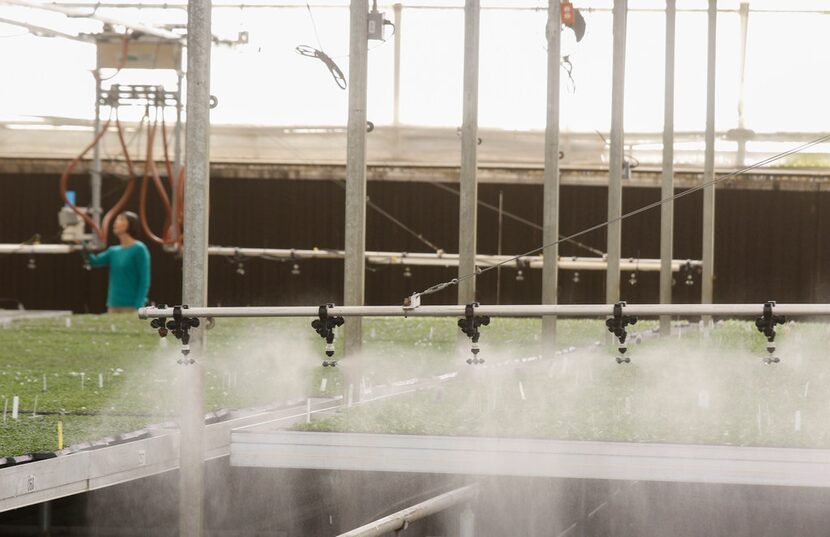 Ling Sun controls a irrigation boom at Seville Farms in Mansfield. The greenhouse automated...