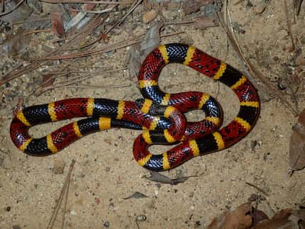 Texas coral snakes are among the venomous snakes in Texas. 