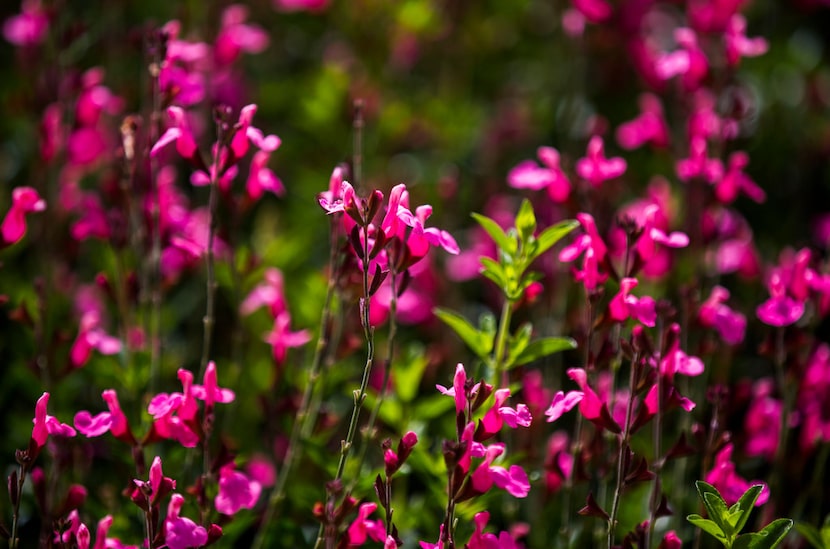 Autumn sage is one of several edible flowers at The Dallas Arboretum.