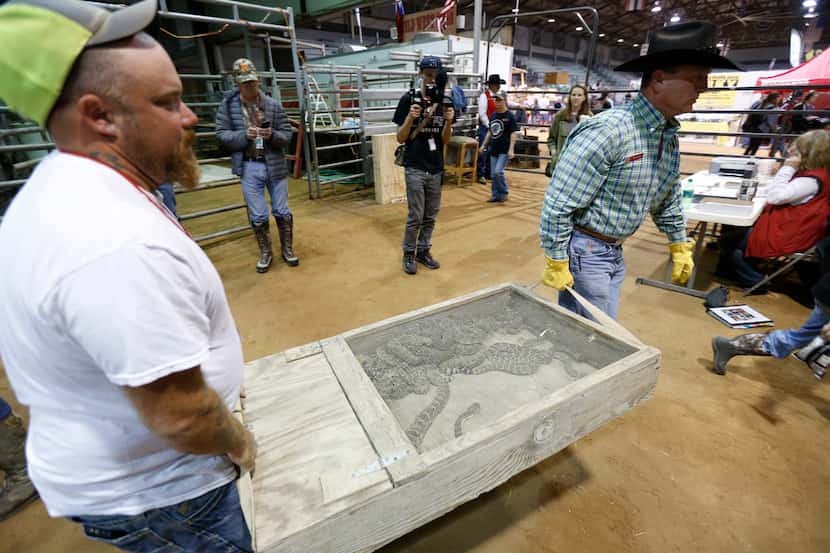 Western diamondback rattlesnakes arrive for weighing at Nolan County Coliseum for the...