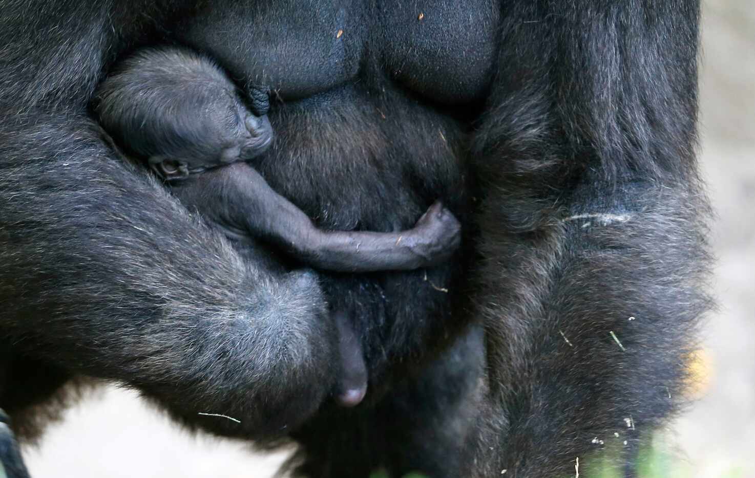 Hope holds her baby gorilla at the Dallas Zoo in Dallas on Thursday, July 5, 2018. The...
