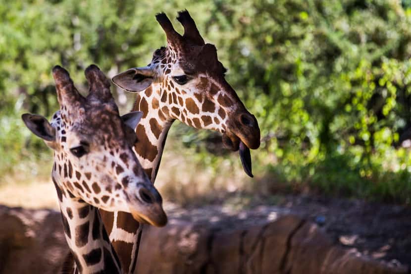 Giraffes Tebogo, left, and Feral in the giraffe habitat at the Dallas Zoo on Wednesday, July...