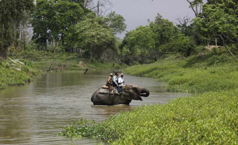 Indian forest officials atop an elephant cross a stream during the March 2013 rhino census...
