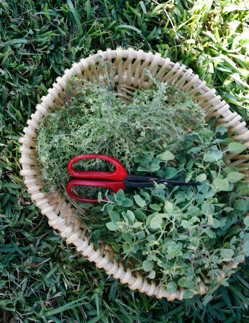 
Ann McCormick collected lemon thyme and oregano in a basket to bring indoors for drying. 
