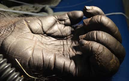 A close-up of Subira's hand. The gorilla was treated at the A.H. Meadows Animal Care...