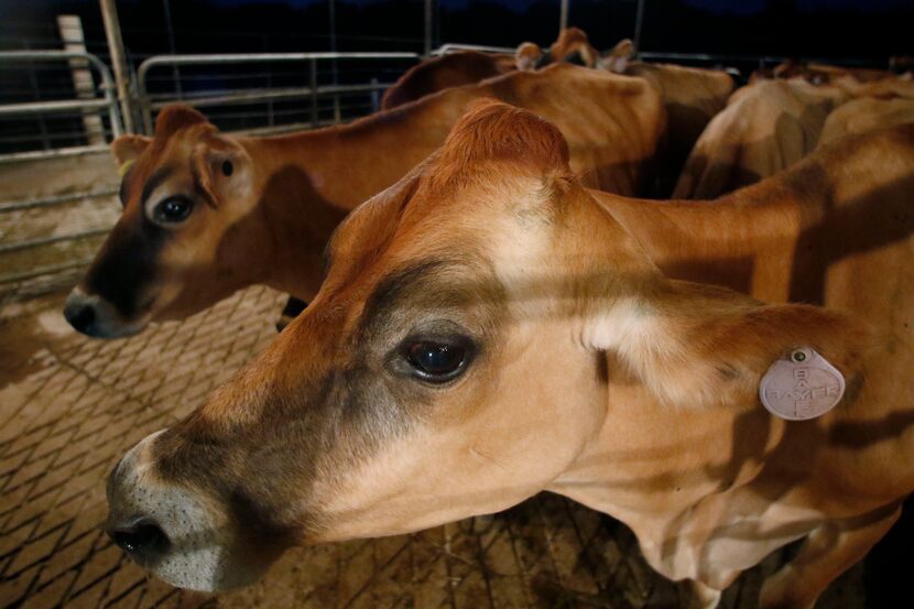 Cows wait to be milked at a local dairy in 2017.