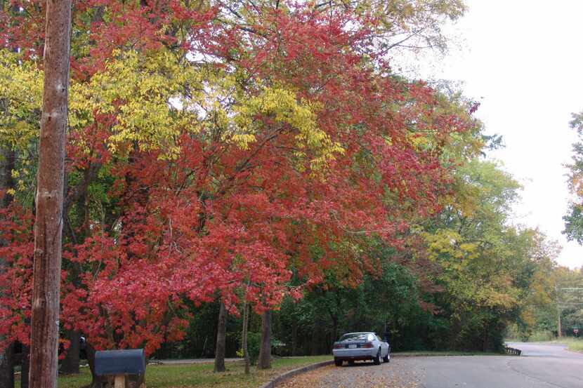 Fall foliage on a street in Longview in East Texas.