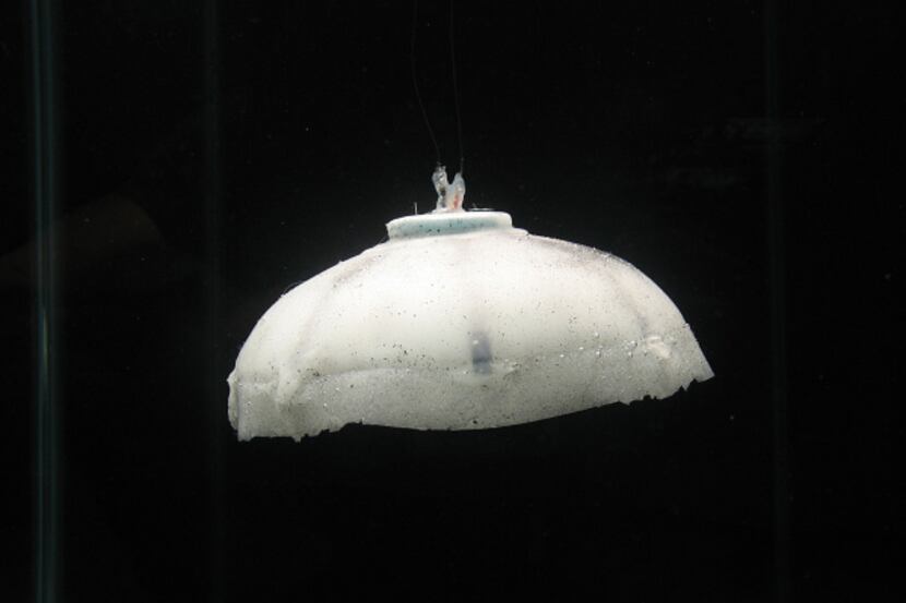RoboJelly mimics the action of a jellyfish, which opens a circular muscle and then closes it...
