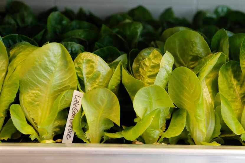 Little Gem lettuce is among the plants in Bullion's hydroponics vertical garden.