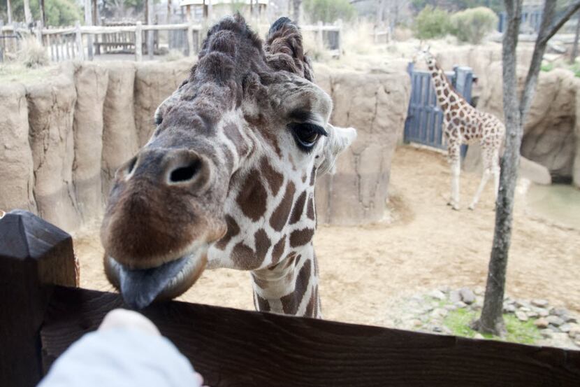 Visitors can get eye to eye with giraffes at the Dallas Zoo's Diane and Hal Brierley Giraffe...