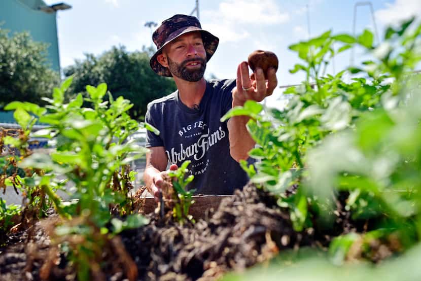Drew Demler, manager of Big Tex Urban Farms, picks Kennebec potatoes for donation at the...