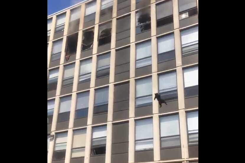Captura de video de un gato saltando desde un edificio en llamas en Chicago.