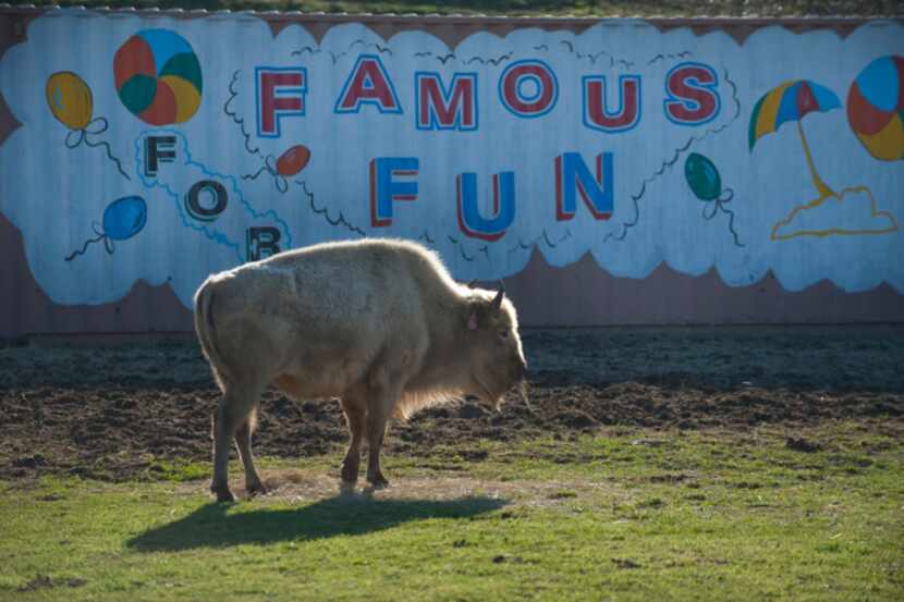 The rare white buffalo, Lone Star, is being leased from a South Texas ranch.