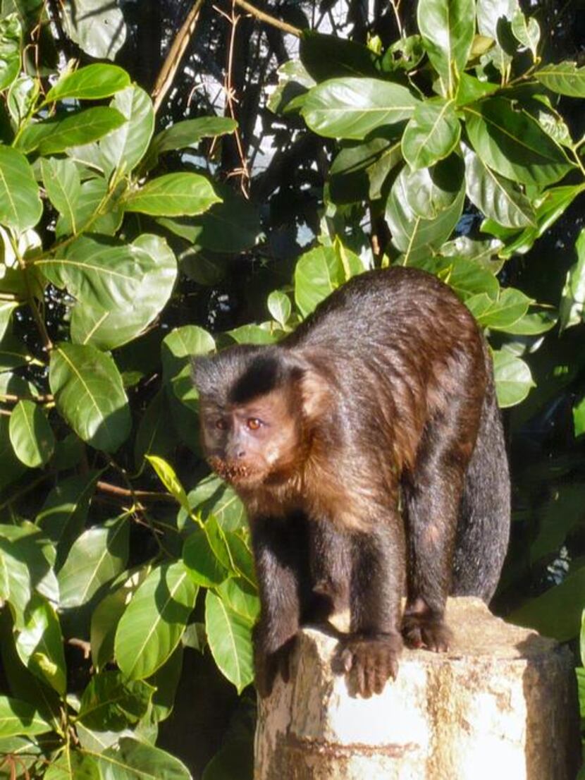 
Tufted capuchin sightings are common in Tijuca National Park.
