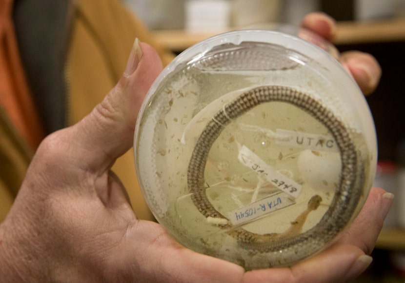 Jonathan Campbell, a biology professor at the University of Texas at Arlington, holds a jar...