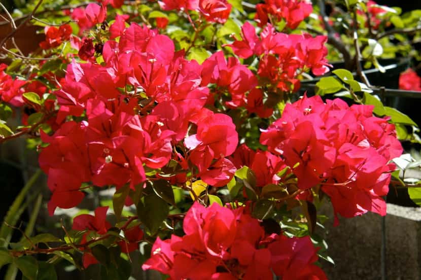 Bougainvilleas are tolerant of cramped roots and less-than-perfect conditions.