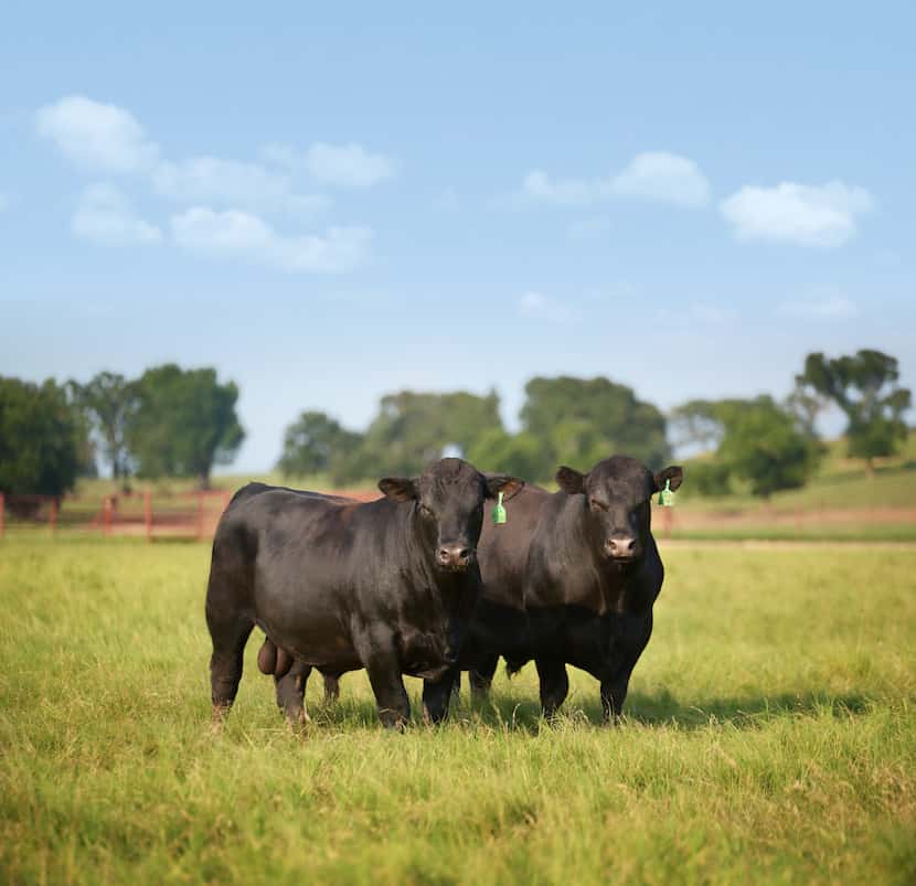 44 Farms in Cameron, Texas, produces beef for top restaurants.