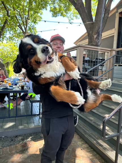Man holds large Bernese mountain dog