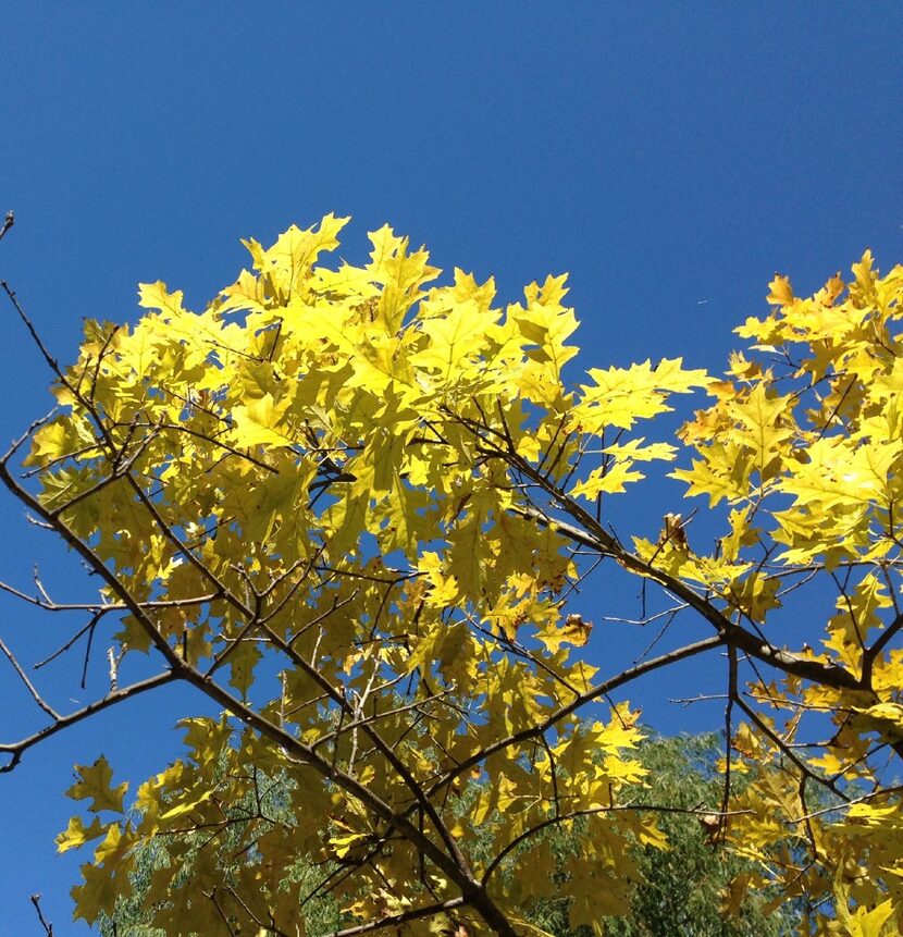 Chlorotic foliage of a mixed breed red oak