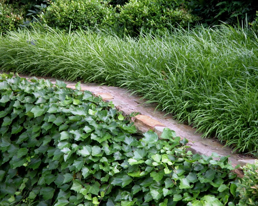 English ivy, liriope and dwarf yaupon all do well in shady yards.