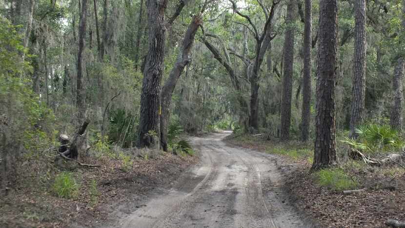 Spanish moss hangs from oak trees as visitors to Sapelo Island travel down a dirt road on...