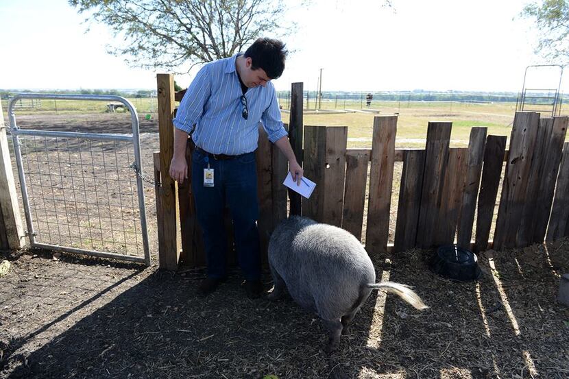 Allen-Frisco-McKinney editor Charles Scudder meets Pancake the pig at Becky's Hope Horse...