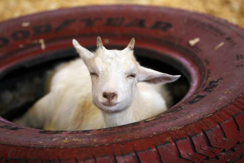 A goat sleeps away the afternoon at the petting barn at the Texas State Fair at Fair Park in...