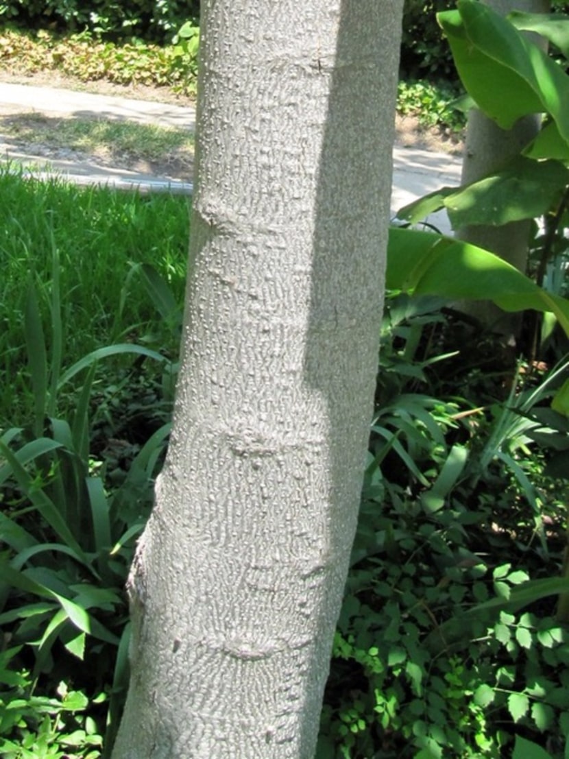 The royal paulownia or empress tree has become a timber-crop plant.
