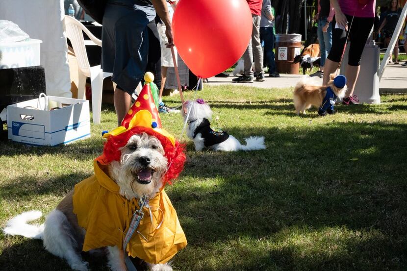 A dog is shown in costume at a previous "Pawtoberfest" in Richardson.