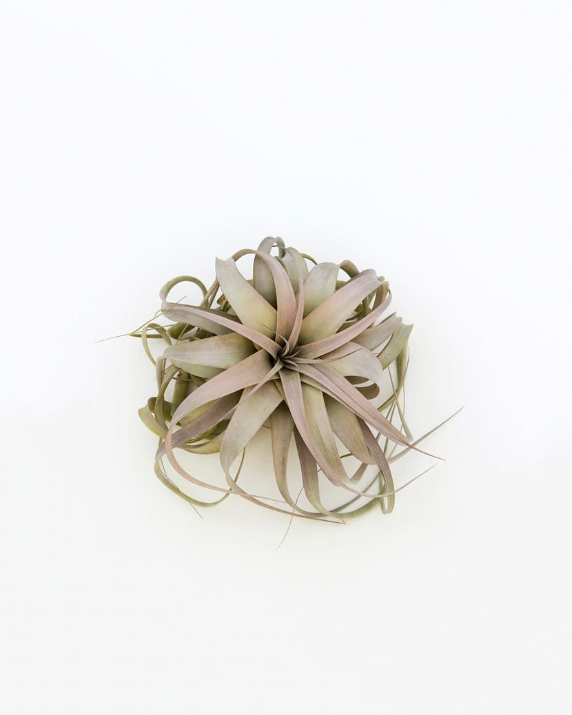 
Tillandsia xerographica has a rosy pigment and cushionlike form, author Zenaida Sengo says...