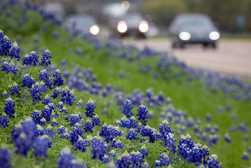 Bluebonnets seen on a hillside next to I-45 on Sunday, March 25, 2018, in Ennis, Texas....