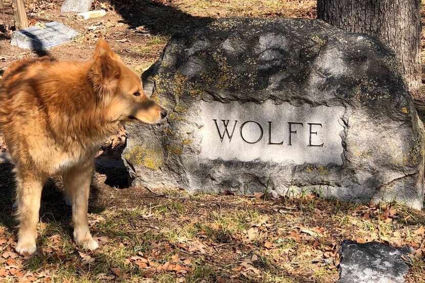 Rusty, dubbed the world's greatest cemetery dog by the volunteers at Oakland Cemetery in...