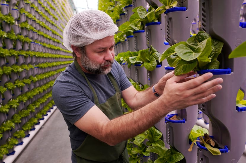 Aaron Fields inspects produce growing in Eden Green's vertical farming greenhouse in Cleburne.