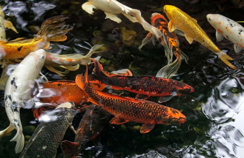 
Five generations of koi roil the water in Pospisil’s pond. 
