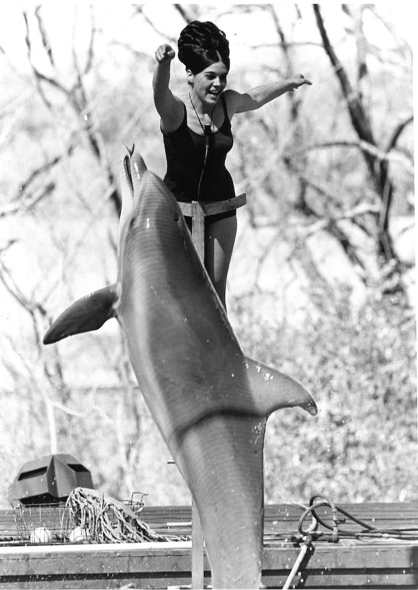 It's kind of weird today to imagine that Six Flags once had dolphins.