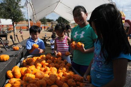 Kids check out the mini pumpkins at the Flower Mound Pumpkin Patch.