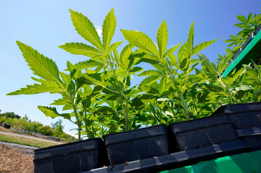 FILE — Marijuana plants for the adult recreational market are loaded on a tractor for...