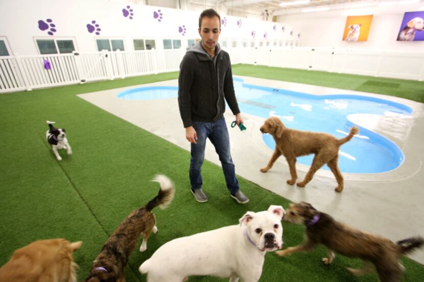 Justin Cook, a manager at Paradise 4 Paws, accompanies guests to a bone-shaped wading pool....