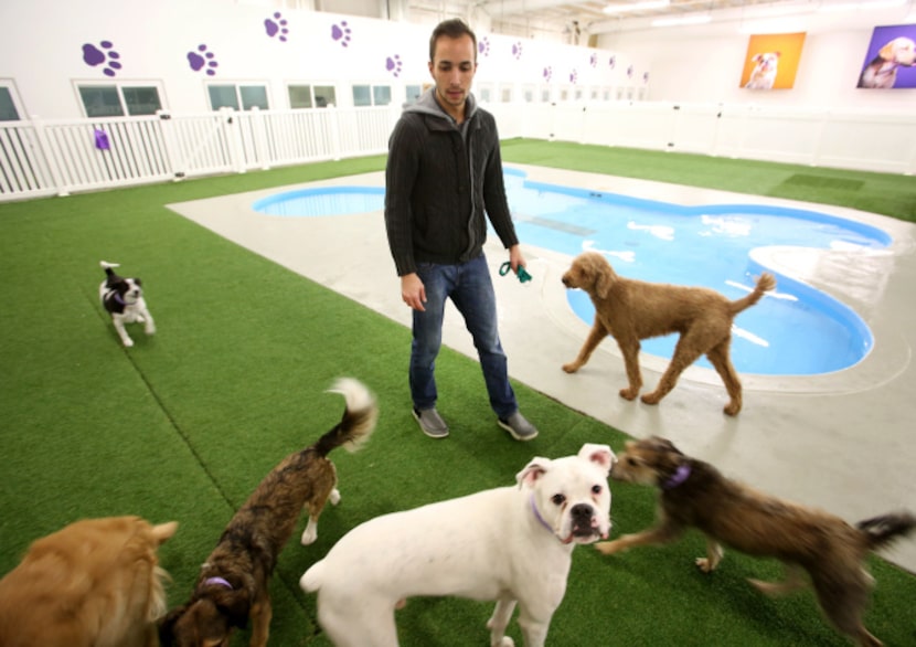 Justin Cook, a manager at Paradise 4 Paws, accompanies guests to a bone-shaped wading pool....