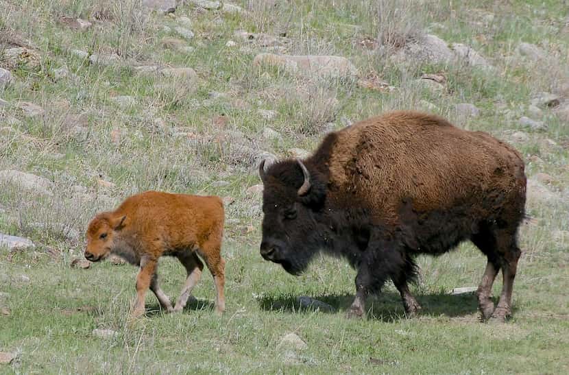 The herd  of 1,400 bison is the main attraction at Custer State Park in South Dakota. The...